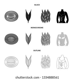 Vector illustration of fiber and muscular sign. Set of fiber and body  stock vector illustration.