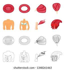 Vector illustration of fiber and muscular sign. Collection of fiber and body  stock vector illustration.