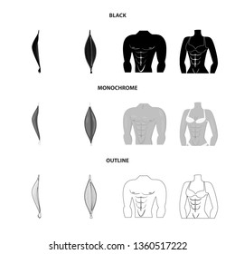 Vector illustration of fiber and muscular sign. Collection of fiber and body  stock vector illustration.