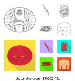Vector illustration of fiber and muscular symbol. Collection of fiber and body  stock vector illustration.