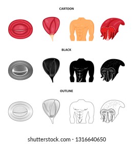 Vector illustration of fiber and muscular symbol. Set of fiber and body  stock symbol for web.