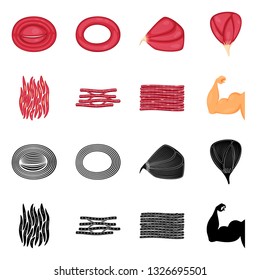 Vector illustration of fiber and muscular symbol. Collection of fiber and body  stock symbol for web.