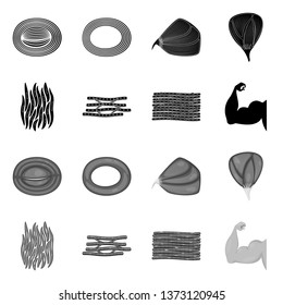 Vector illustration of fiber and muscular symbol. Set of fiber and body  vector icon for stock.