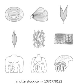 Vector illustration of fiber and muscular symbol. Collection of fiber and body vector icon for stock.