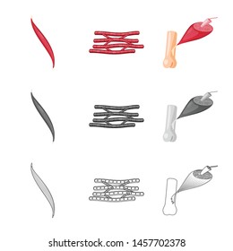Vector illustration of fiber and muscular symbol. Collection of fiber and body stock symbol for web.