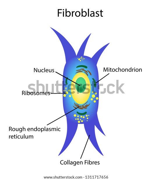 Vector Illustration Fibroblast Dermis Cell Structure Stock Vector ...