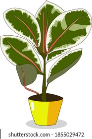 Vector illustration of ficus elastica