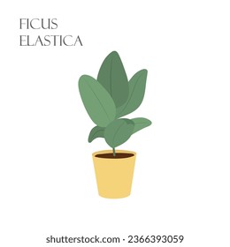Vector illustration with Ficus elastica