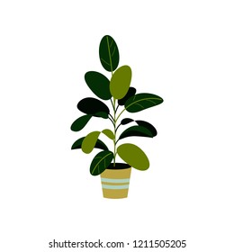 Vector illustration of a ficus isolated on white. Home plant in a pot. Interior design element.