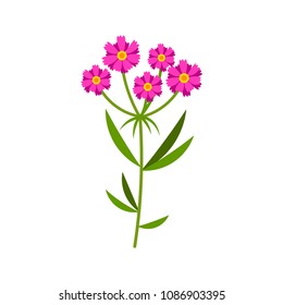 Vector illustration of a field flower isolated on white in a flat style. Summer flower.