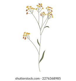 Vector illustration of field grass, flower, dry in flat style, isolated on a white background