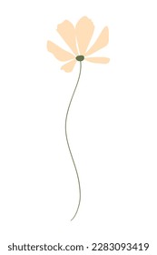 Vector illustration of field grass, flower, dry in flat style, isolated on a white background
