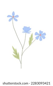 Vector illustration of field grass, flower, dry in flat style, isolated on a white background