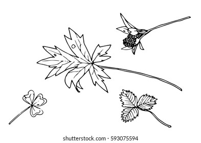 Vector illustration of field plants: clover, wild strawberry, stone-crop. Black and white linear graphic. Isolated leaves.