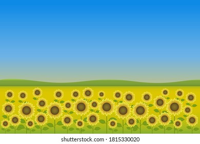 Ilustración vectorial de un campo con girasoles.