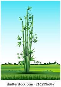 Vector illustration of a field view with bamboo trees in autumn