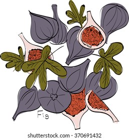 Vector illustration of fig. Limited colors graphic: violet, green and black. Hand drawing, good for textile printing etc.