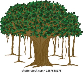 Vector illustration of a Fig tree native to Asia.
