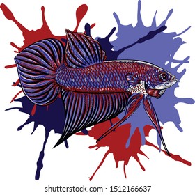 Vector illustration Fighting fish on water splash background 
