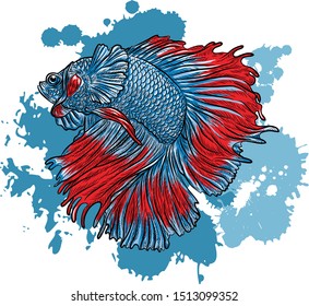 Vector illustration  Fighting fish  on  blue water splash background