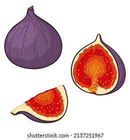 Vector illustration of figs, isolated on white background. Whole fruit and half fruit.