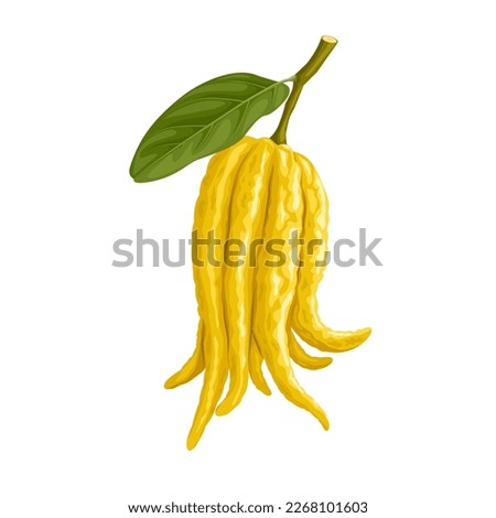 Vector illustration, fingered citron also called buddha hand or Citrus medica, isolated on white background.