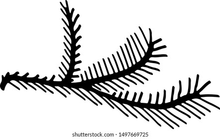 Vector illustration of a fir branch. Great for all types of design.