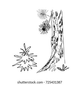 Vector illustration with fir branch and fir tree stem isolated on white