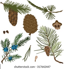 Vector illustration of fir branches and fir cones