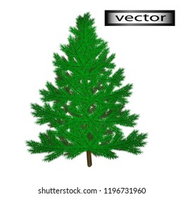 Vector illustration of fir tree to decorate for the new year green needle wood from the forest a symbol of Christmas