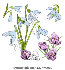 Vector illustration of First flowers with Crocus and snowdrop. Spring flower on white background. Hand drawn and sketch style.