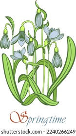 vector illustration of first spring flowers.Snowdrops bouquet in freehand sketch style.Gift poster for woman or girl.