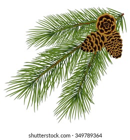 Vector illustration fir-tree branch on white background