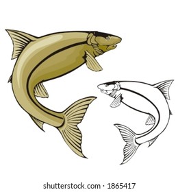 Vector illustration of a fish.