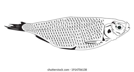 Vektorgrafik eines Fisches. Schwarz-Weiß-Bild von Fischen im Stil von Doodle. Einzelbild mit Linien