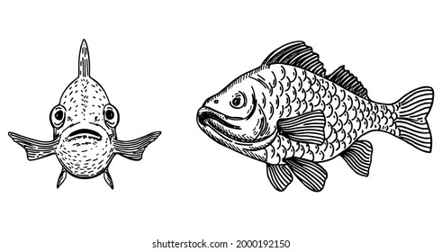 Vector illustration of fish. Carp front view and side view.  Sketch fish design. Simple vector illustration of sea animals. For creating logo and emblem for fishing clubs, prints, web and crafts