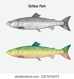 Ilustración vectorial de las parrilladas de pescado, salmón atlántico (Familia: Salmonidae), 2 peces, uno negro y blanco y otro con gradiente de color