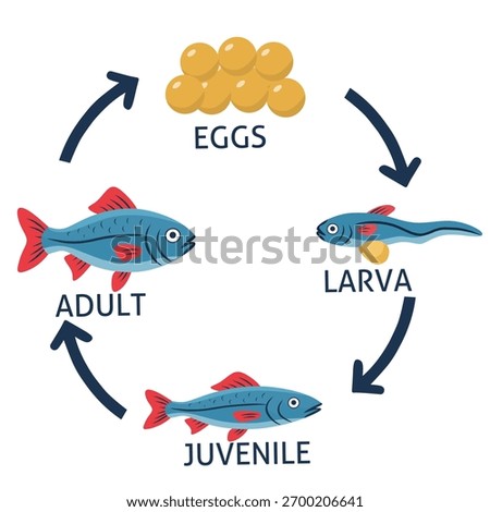 Vector illustration of the fish life cycle showing four main stages: egg, larva, juvenile, and adult. Educational diagram for biology, marine science, aquatic ecosystems, and classroom materials