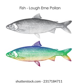 vector Illustration of Fish Lough Erne Pollan, Irish pollan Fish