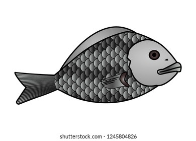 Vector illustration. Fish on white background.