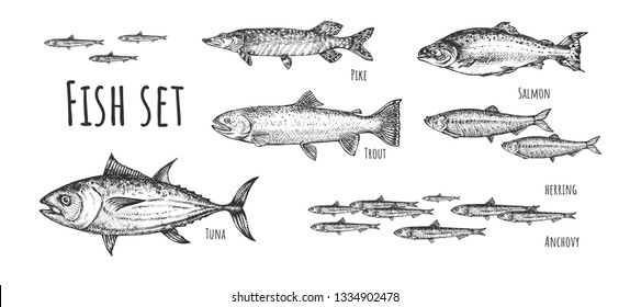 Vector illustration of fish set. Tuna, anchovy, pike, herring, trout, salmon. Vintage hand drawn style.