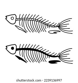 Vector illustration of a fish skeleton. Sketchy illustration in doodle style