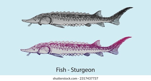 vector Illustration of Fish Sturgeon (family Acipenseridae) long-lived fish, 2 fishes one Black and white and another with color gradient 