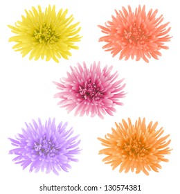 Vector illustration with five colored chrysanthemum flowers.