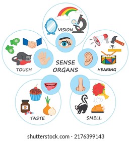 Vector illustration with five human senses: touch, hearing, sight, smell, taste. Infographics with five senses labeled scheme to receive sensory information