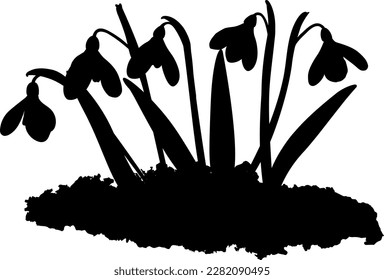 Ilustración vectorial de cinco brotes de flores primaverales tempranas nevando en la nieve. Forma. 
Gráfica vectorial de Galánthus niváli sobre fondo transparente. Ilustración de cinco gotas de nieve en el vector
