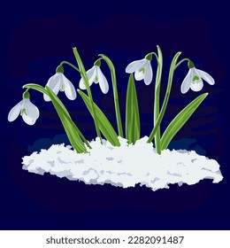 Ilustración vectorial de cinco brotes de flores primaverales tempranas nevando en la nieve. Gráfica vectorial de Galánthus niváli sobre fondo oscuro. Ilustración de cinco flores nevadas en vector.