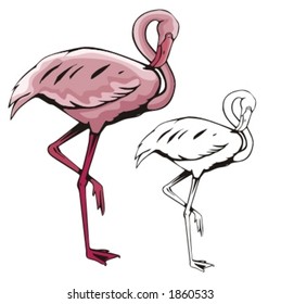 Vector illustration of a flamingo.
