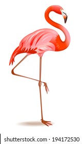 Vector Illustration of a Flamingo