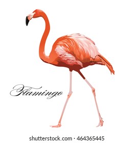 Vector Illustration of a Flamingo